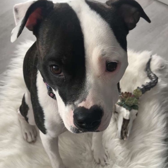 Meet your Posher, Stacie - Picture 7 of 7